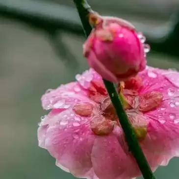 折扣手游下载,梅花泪，折扣手游中心下载