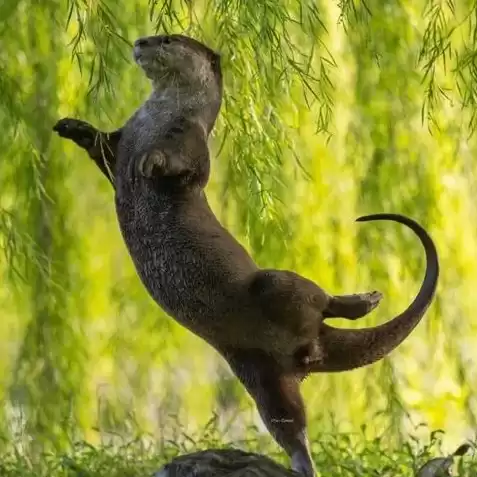 王者猴子集锦，王者荣耀猴子的视频解说最新