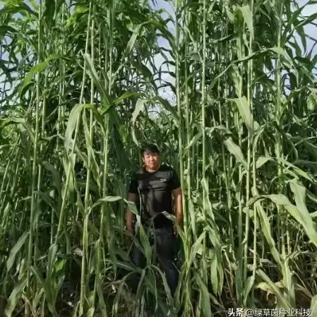 创造与魔法水晶巨人需要多少高粱才能打，创造与魔法水晶巨人需要多少高粱