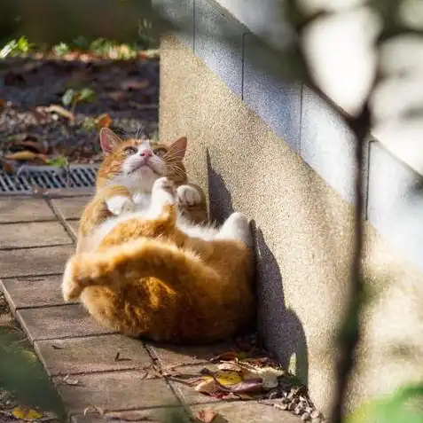 梦幻手游时光猫是不是坑，梦幻西游手游时光猫解析，究竟是不是坑？深度剖析带你全面了解