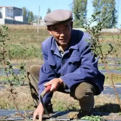 创造与魔法龙树岛的树怎么上去，创造与魔法龙树岛，揭秘稀有资源与登岛秘境！