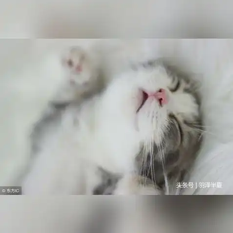 梦幻手游时光猫可以做什么，梦幻手游时光喵，揭秘时光猫的实用功能与价值