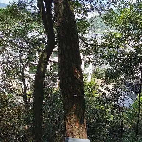 问道手游 千秋梦，问道手游千秋梦号价格解析，价值几何，玩家该如何抉择？