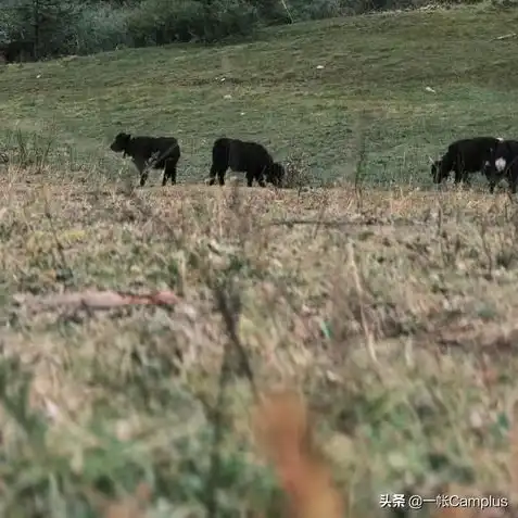 荒野行动怎么在出生点召唤自己的车辆，荒野行动生存指南，如何在出生点召唤专属座驾