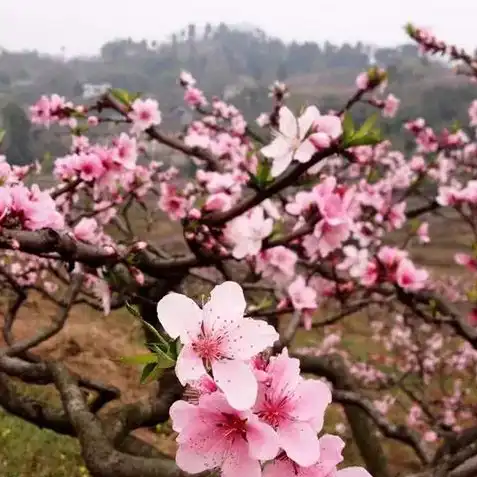 梦幻西游手游桃树怎么种，梦幻西游手游桃树种植攻略，收获丰厚的福利与技巧解析