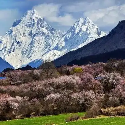 梦幻西游手游桃树怎么种，梦幻西游手游桃树种植攻略，收获丰厚的福利与技巧解析