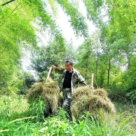 明日之后树枝在哪里采集最快，明日之后高效采集树枝攻略，掌握这些技巧，快速获得资源！