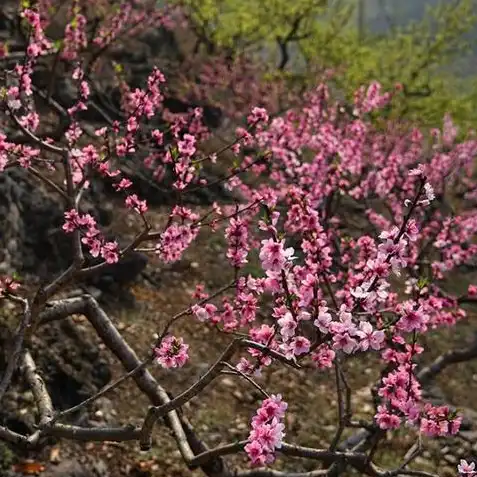 梦幻西游手游桃树，梦幻西游手游桃树任务大盘点，揭秘桃树任务最多的神秘之地